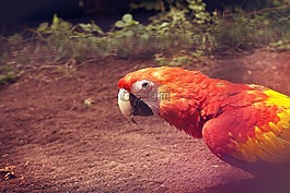 鸚鵡,鳥,頭