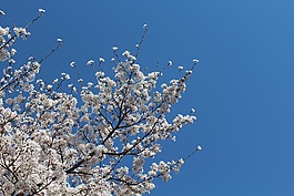 櫻桃花,天空,碧落