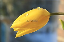 郁金香,花,春