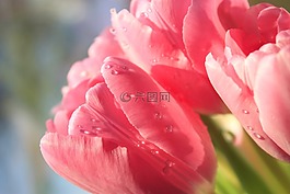 郁金香,花,春