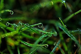 草,植物,特寫