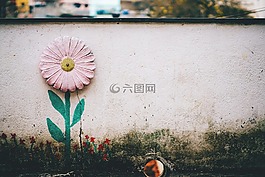 花,粉紅色,花瓣