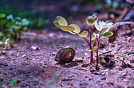 自然,葉,植物區(qū)系