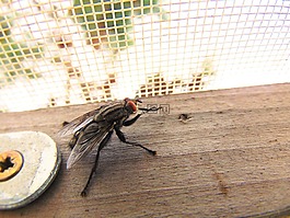 飛,性質(zhì),蒼蠅