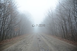 森林,秋天,樹