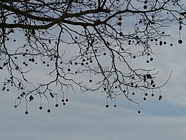 種子,樹,飛機(jī)