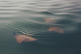 蝠鲼,魚,海