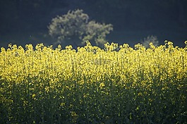 油菜籽場(chǎng),黃色,油菜