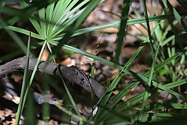 蜥蜴,樹(shù),野生動(dòng)物