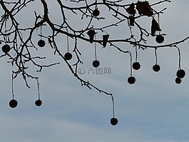 種子,樹,飛機(jī)