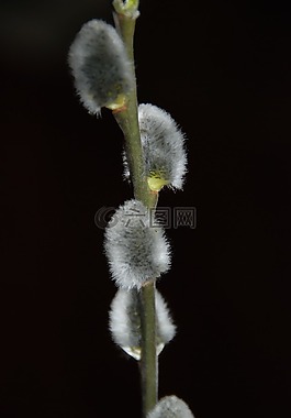 黑色,復(fù)活節(jié),毛皮