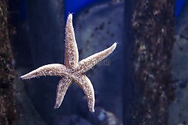 海星,mosakvarium,星