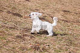 狗,年轻的狗,马耳他语