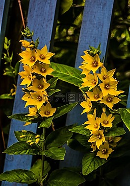 花,自然,黃色