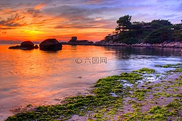 大海,芽,頁