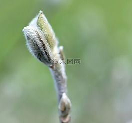 芽,褪色柳,冷