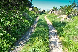 路,森林,性質(zhì)
