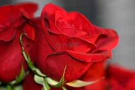 鮮花,玫瑰,愛(ài)