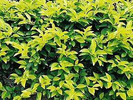 植物,葉,性質(zhì)