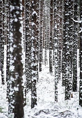 雪,冬天,木材