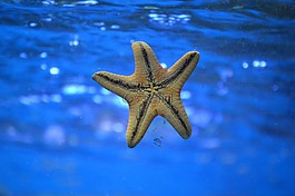 海星,水下,海洋