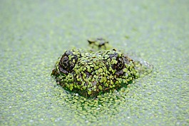 龜,爬行動物,兩棲類