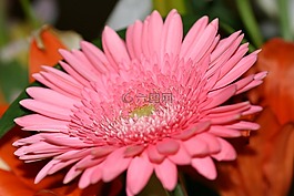 鮮花,花束,關(guān)閉了