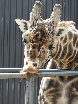 長(zhǎng)頸鹿,動(dòng)物園,動(dòng)物