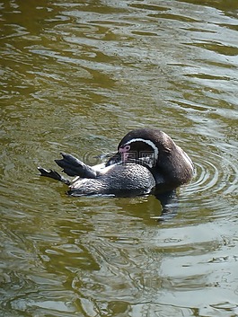 企鵝,動物園,水