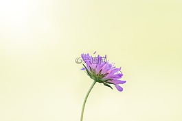 花,紫,指出花