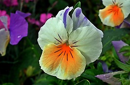 花,潘茜,花園