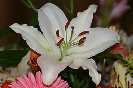 鮮花,花束,關(guān)閉了
