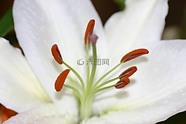 鮮花,花束,關(guān)閉了