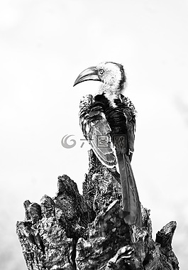 鳥,野生動(dòng)物,自然