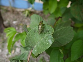 綠色,昆蟲,樹葉