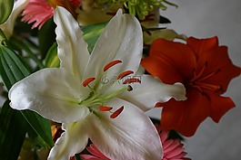 鮮花,花束,關(guān)閉了