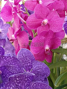 蘭花,紫色,開花