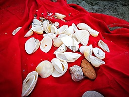 貽貝,海灘,紅色