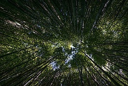 森林,樹,透視