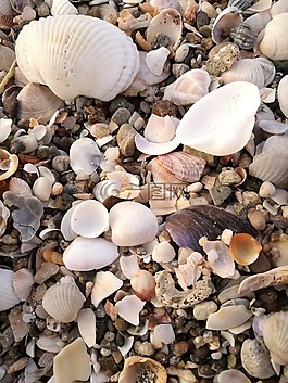 貽貝,海灘,海