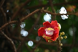 花,樹,亞洲