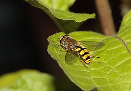 hoverfly,昆蟲,翼