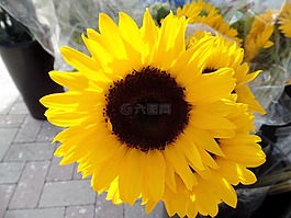 向日葵,植物,花