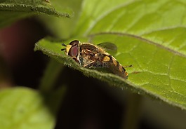 hoverfly,昆虫,翼
