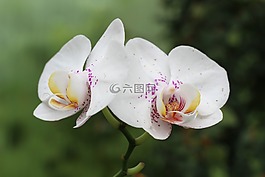 蘭花,花,開花