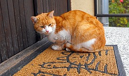 貓,tomcat的,和平