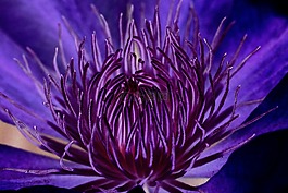 鐵線蓮,開花,花