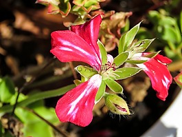 鮮花,植物,鍋