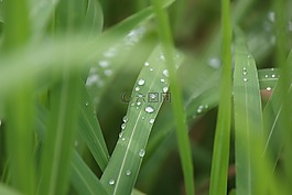 草,性質(zhì),雨