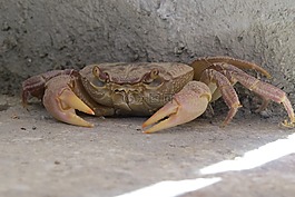 蟹,甲殼動物,隱藏